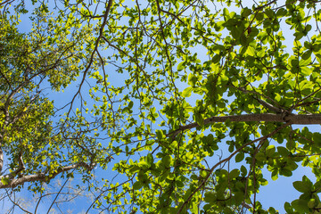 Green leaves and blue sky