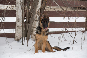 Cute german shepherd dog puppy is looking at the camera. In the winter park. Four month old. Pet animals. Purebred dog.