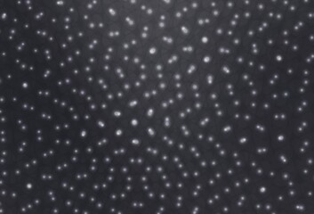 Light Gray vector backdrop with dots.