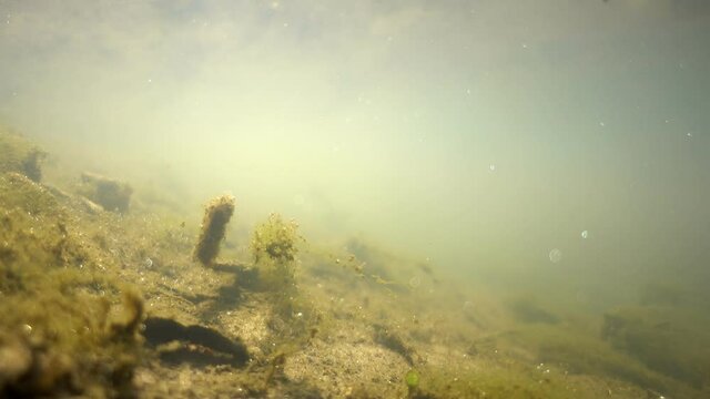 View of the bottom of the lake, underwater scenery with plants, old branches, air bubbles and algae particles. Amazing climate with the rays of the sun shining through and the surface of the water wav