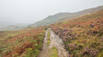 Fototapeta na wymiar Empty Path ACross Blossom Heather in Scotland