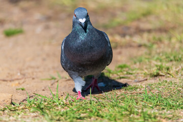 Australian Rock Dove, also known as a Feral Pigeon