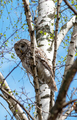 The long-tailed owl (Strix uralensis) is an owl from the order of owls (Strigiforme). The Owl is a large and light-colored bird.