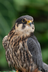 美しいハヤブサ