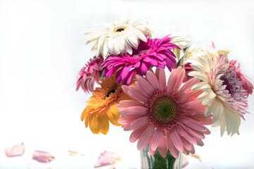 Beautiful gorgeous romantic bouquet of multi colored white and pink gerbera flowers in vase on...