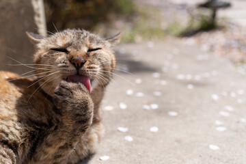 毛繕いをする猫