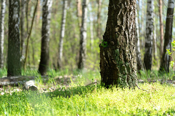 Naklejka premium Birch Grove