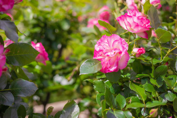 《花》薔薇　バラ