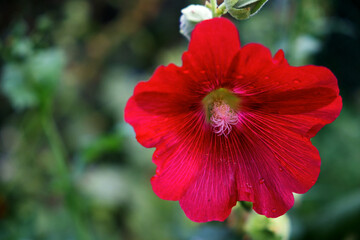 One red surfinia flower on a blurred background, close-up. Petunia with bright red petals.