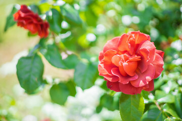 《花》薔薇　バラ