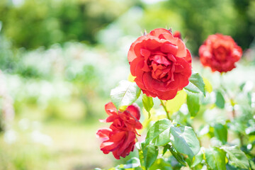 《花》薔薇　バラ