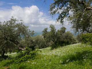 rilassante e bucolica vista di alberi di ulivo in campagna