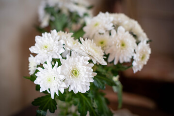 Daisies chamomile at home on table.