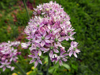 bei fiori rosa con lo sfondo della campagna verde