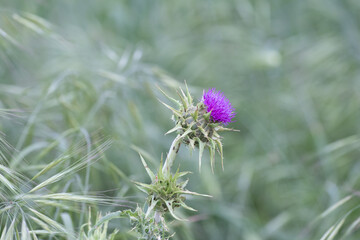 Flowering Milk Thistle (Scotch Thistle, Silybum Marianum) and green meadow on blur background.