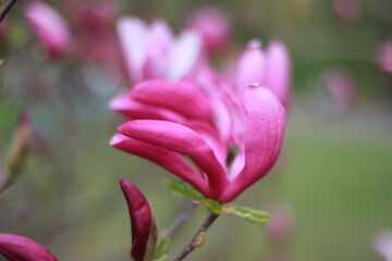 magnolia tree blossom