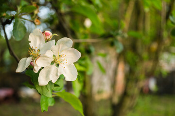 Young sunny leaves with white flowers on the crown of the Apple tree in the spring.