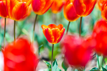 Fototapeta premium 赤いチューリップ