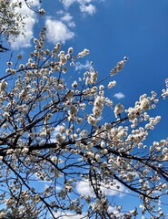 cherry blossom in spring