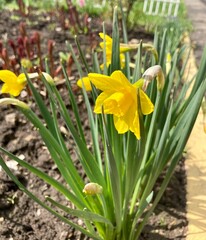 daffodils in the garden