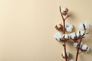 Cotton plant branches on beige background, space for text