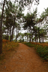 Camino senderista en una montaña rodeada de bosques. Hiker path in a mountain surrounded by forests