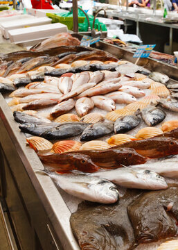 Pescados y mariscos en la lonja de Pontevedra. Fish and seafood in the Pontevedra fish market