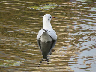Seagull floats on water