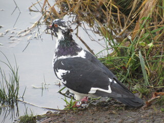Obraz premium pigeon on the water