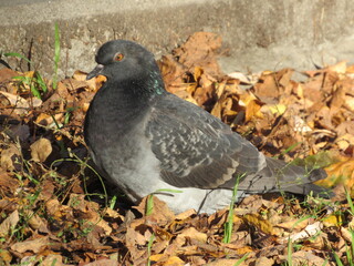 pigeons in the park
