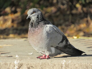 pigeons in the park