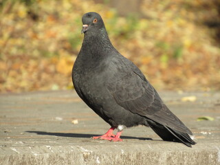 pigeons in the park