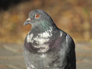 pigeon close up