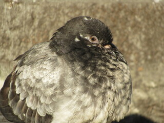 pigeon close up