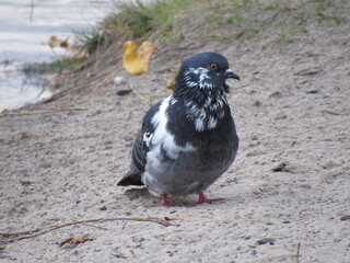 pigeon on the water
