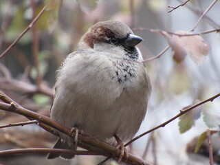 Gray sparrow on a branch