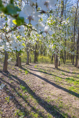 Lviv city spark in the early spring season