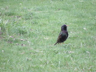 Starling on the grass