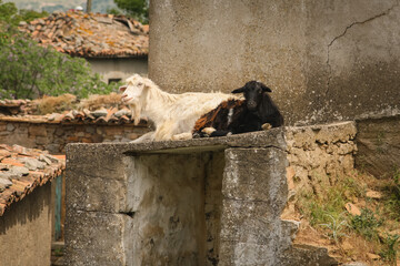 A white goat and a black goat sitting together on a wrecked house, Tepekoy, Gokceada, Canakkale, Turkey