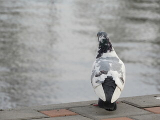 pigeon on the water