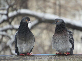 Doves on a pipe