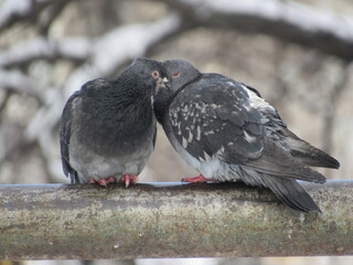 Doves on a pipe