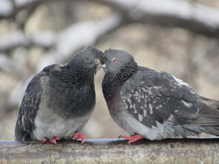 Doves on a pipe