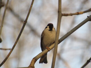 Titmouse on a branch