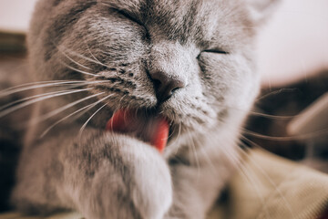 Funny british shorthair gray cat licking its paw, nose in focus