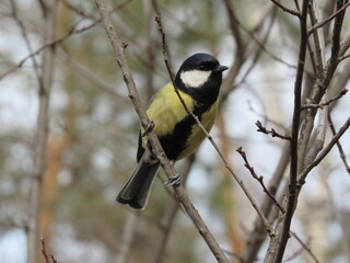 Titmouse on a branch