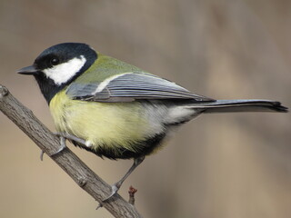 Titmouse on a branch