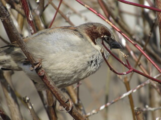 sparrow on a branch