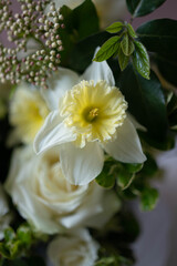 white daffodils
