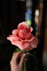 pink rose in a hand